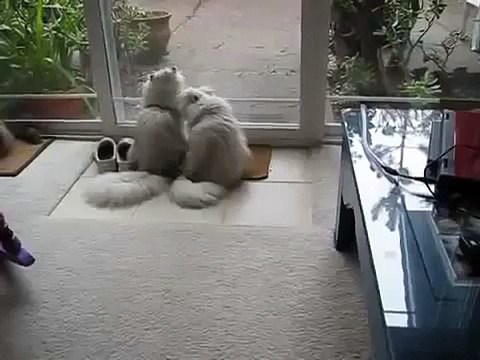 Пушистые кошки! Забавные, красивые кошки умывают друг друга!