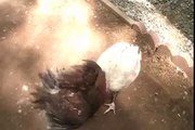 gallos de pelea (pollos de 2 meses)