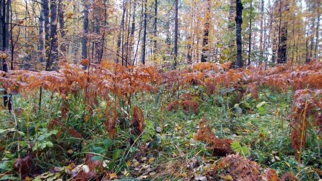 природный парк Оленьи ручьи