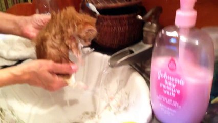 Bath Time for Bobtail Kitten!