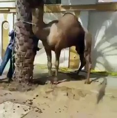 VID-20141015-WA0002.mp4