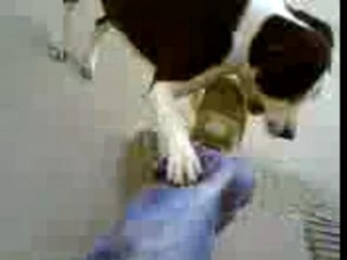 Rohff chien comorien