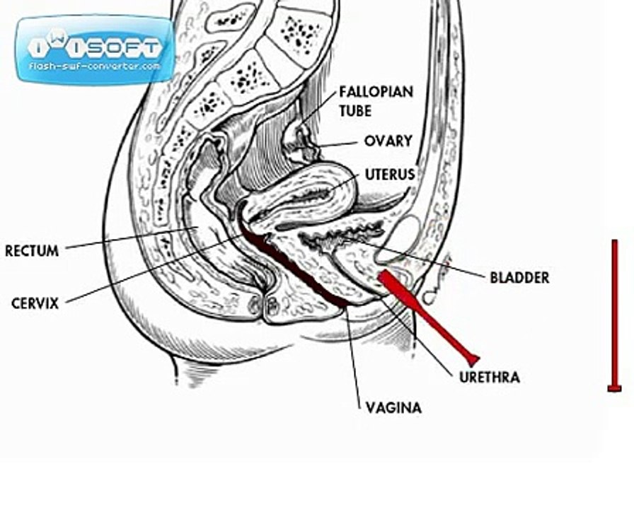 Surrogacy - IVF Treatment India Process - IVF Surrogacy India by WSC