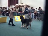 World Dog Show Bratislava Tibetan Mastiff open female2 final