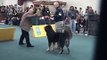 World Dog Show Bratislava Tibetan Mastiff open female2 final