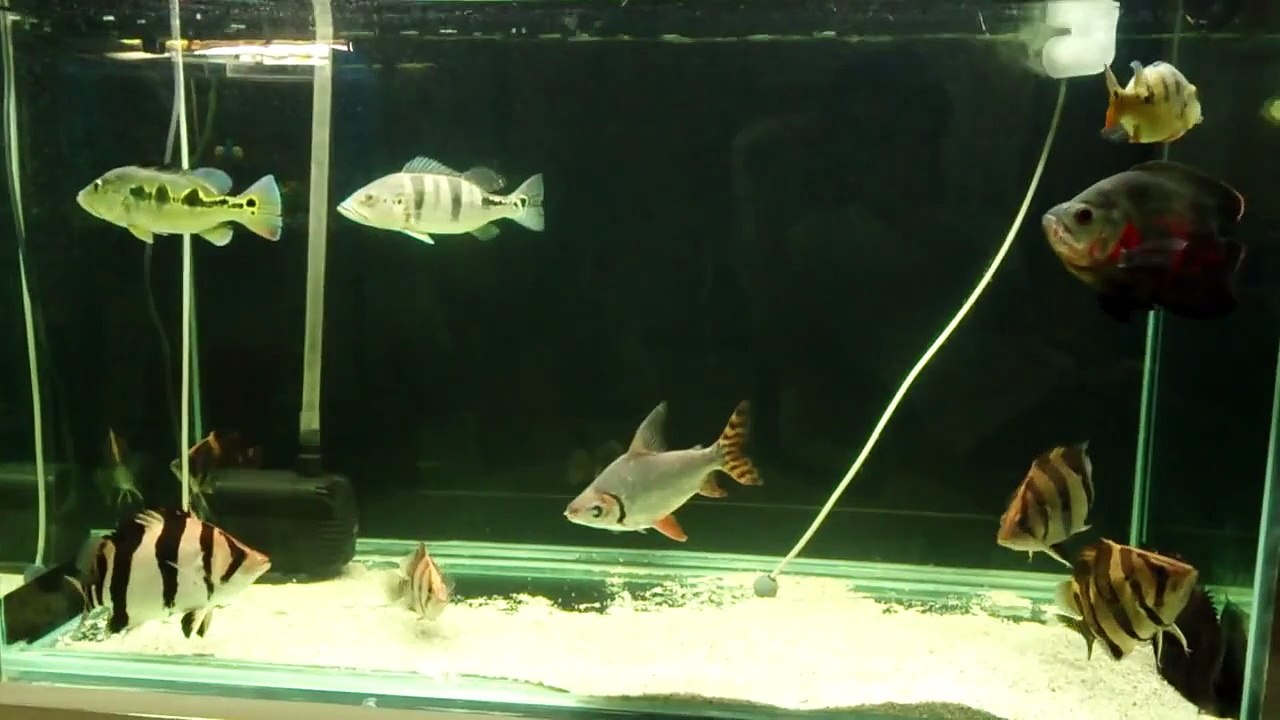 tiger fish