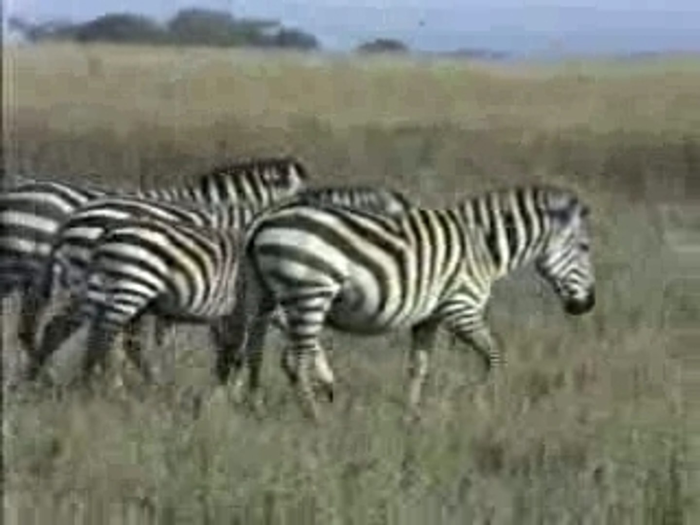 Zebras, On Safari, Serengeti, Tanzania