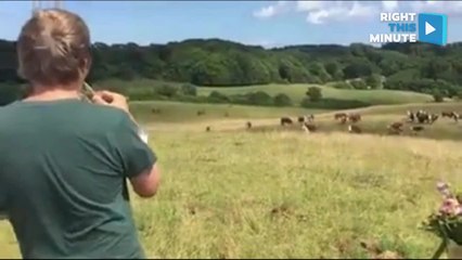 Watch This Trumpeteer Gather Cows With Music