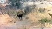 Lion Attack Hyena ( Amazing Wild Animal Attacks ) - Must See
