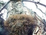 Nido de arañas en el tronco de un árbol