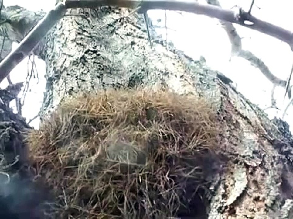 Nido de arañas en el tronco de un árbol