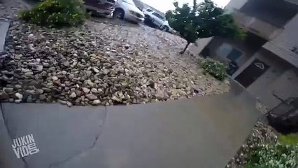 Mira cómo rescataron a las mascotas de un edificio incendiándose