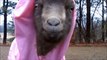 Nigerian Dwarf Goat Performs the Opposite of a Rain Dance