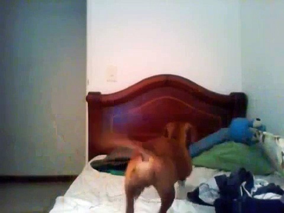 perrita caliente