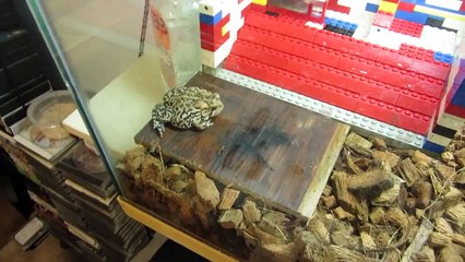 Feeding my pet toad