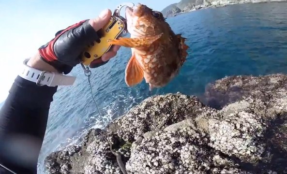 Olta İle Akrep Balığı Avı