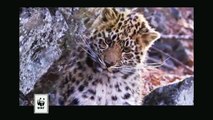 Amur Leoparı - Vahşi Doğa