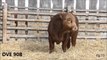 2015 Davidson Gelbvieh & Lonesome Dove Ranch Bull Video 2