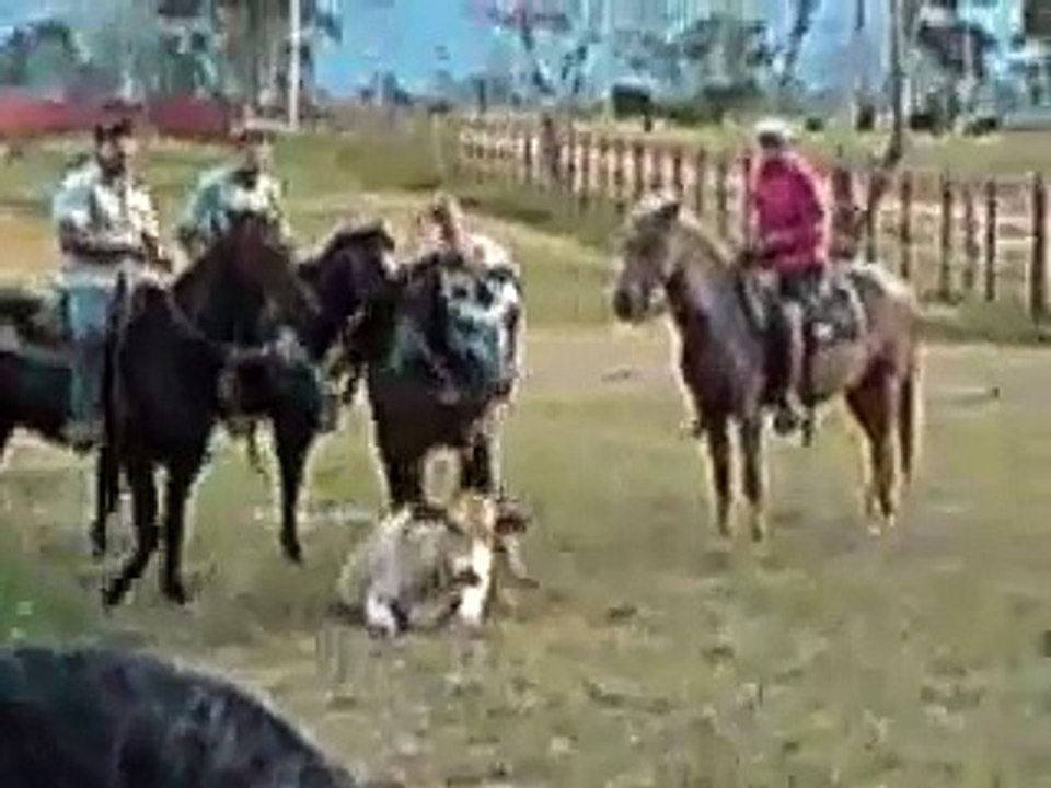 Coleo