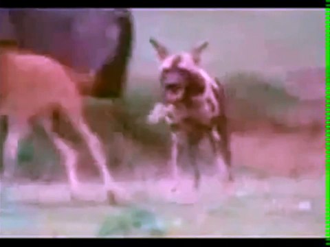 Потрясающие кадры Животные готовы до последнего защищать своих детенышей