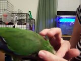 Sweet   Quaker Parrot   Allopreening   Preening