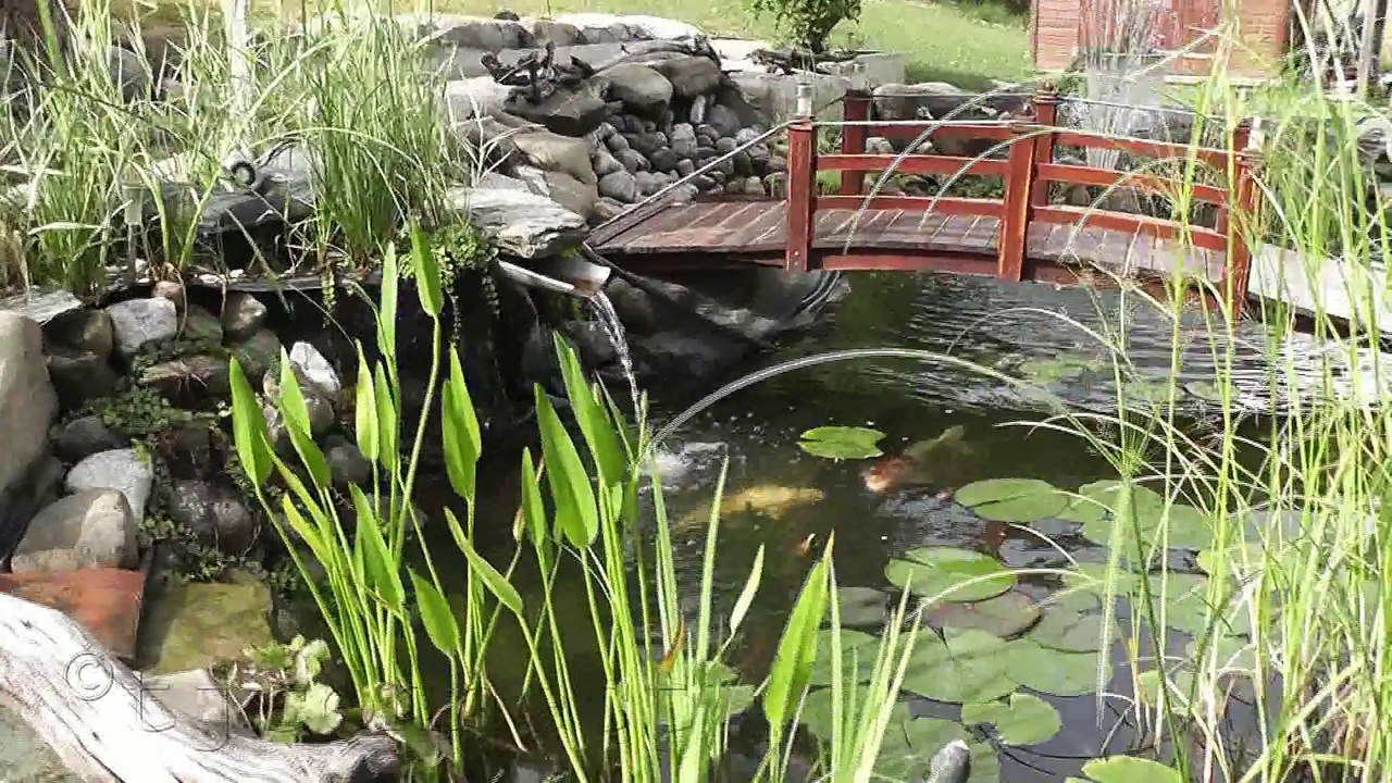 Eclosion d'un nénuphar !!