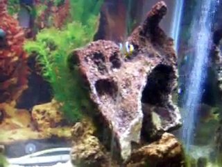 Blue ring angelfish, blk line damselfish and clownfish