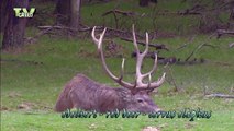 Red Deer rut -  Hertenbronst - Cervus Elaphus - Edelhert