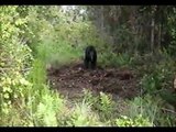 Trapping Black Bears Near DeLeon Springs Florida