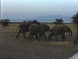 Elephants, On Safari, Serengeti Tanzania