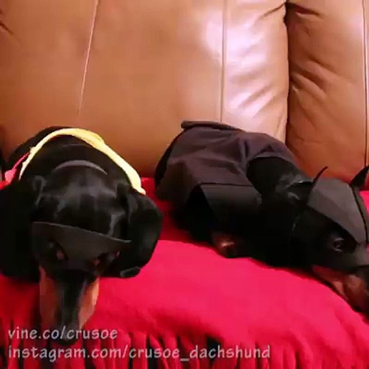 Aşırı korkutucu koruma köpekleri