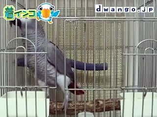 着インコ - オウム