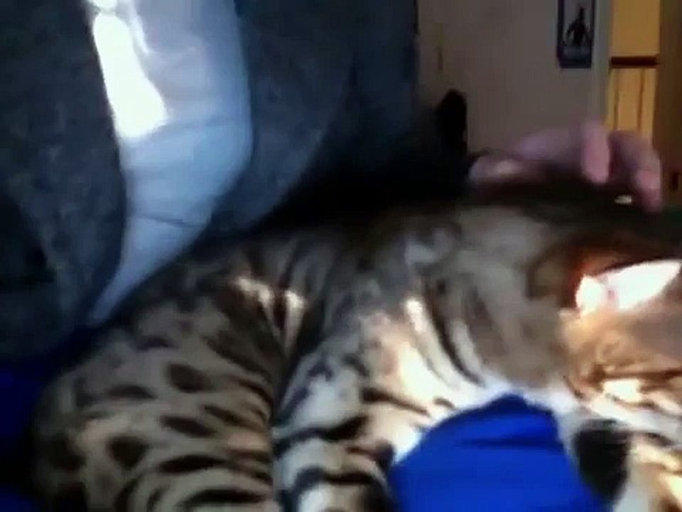 Raising a Bengal