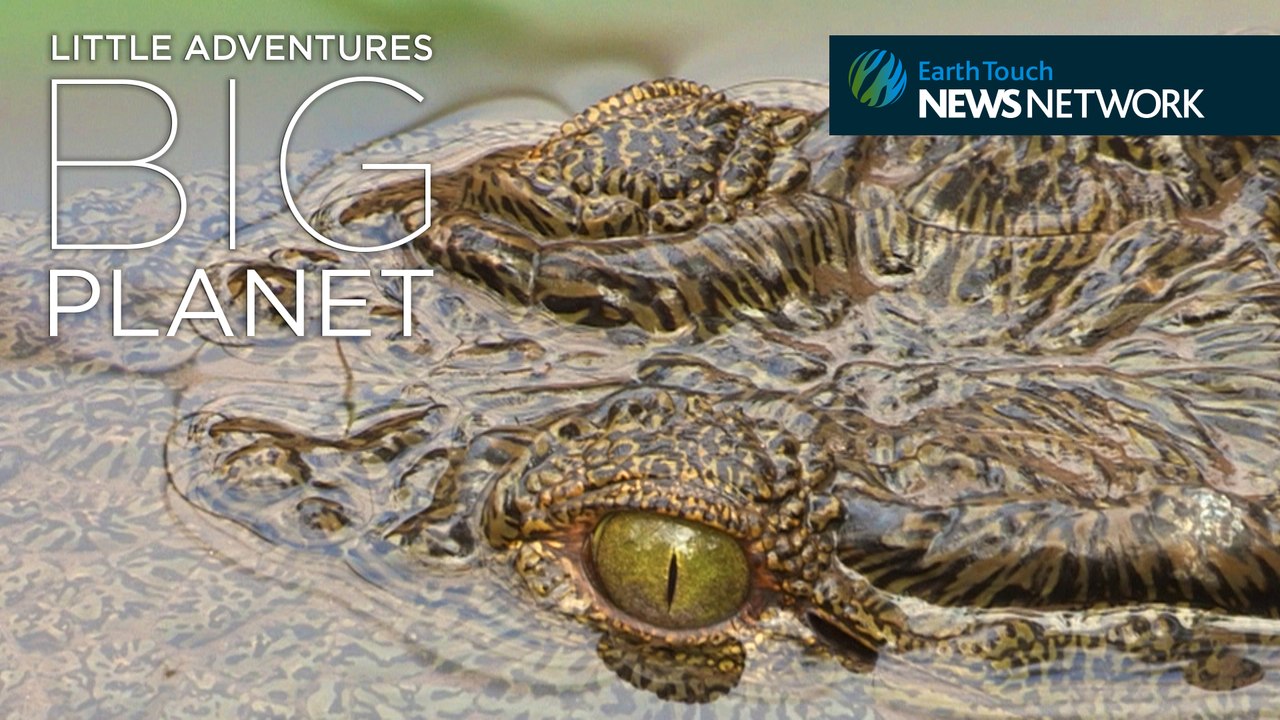 Zoo-born crocs released to the wild in the Congo