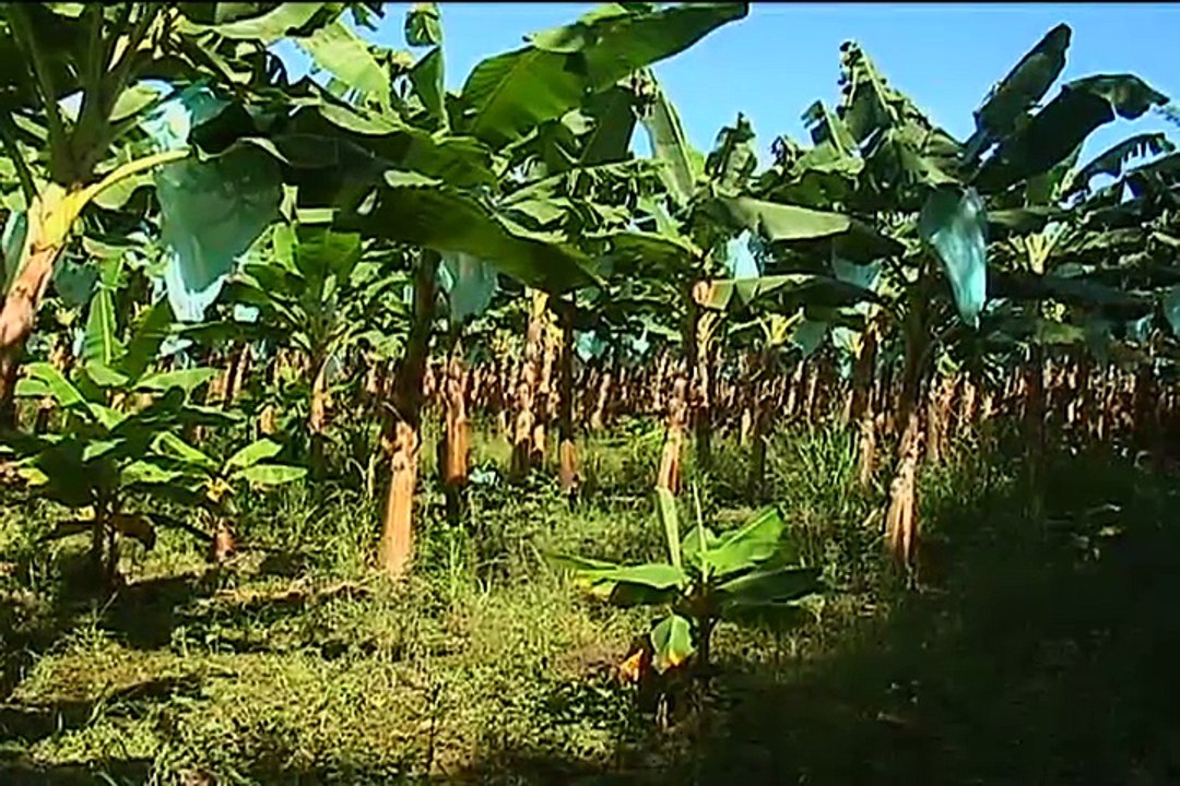 10 de Julio 2015 SEMPRECOL PLATANO