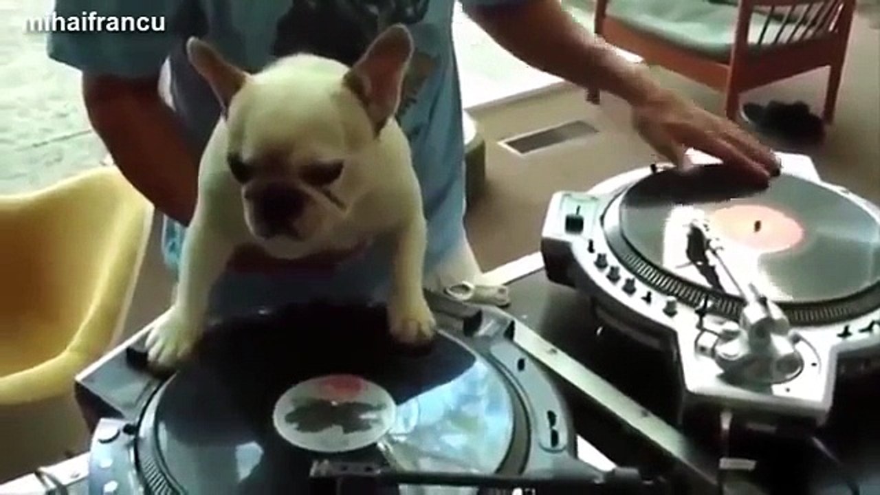 Funny Cat Videos - Best Funny cat Videos - Best Funny Animals compilation 2015 02