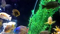 125 gallon African Cichlid Aquarium