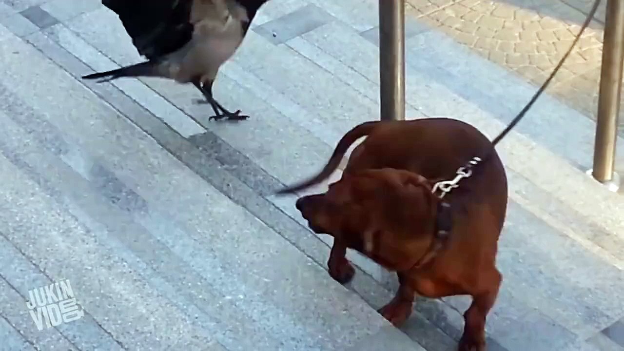 KÖPEK YAVRUSUNUN KARGA İLE İMTİHANI