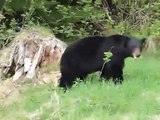 Black Bear Rears Up on Hind Legs