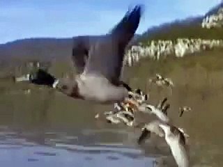 El Vuelo de los gansos