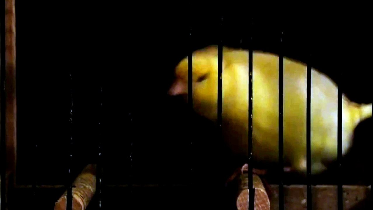 waterslager canari malinois hüseyin ipek 40