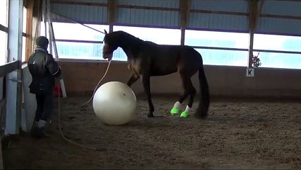 Horse loves to play with giant ball