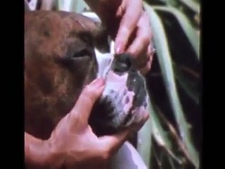 30 millions d' amis- Le Boxer