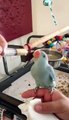 11 week old Indian Ringneck (Baby Blue)