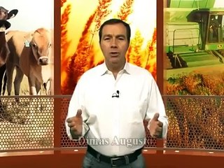 Produção de mudas de café de alta qualidade - 14/01/2013 - Revista do campo