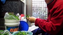 野菜料理 - 炒龍葵 Fried Solanum nigrum