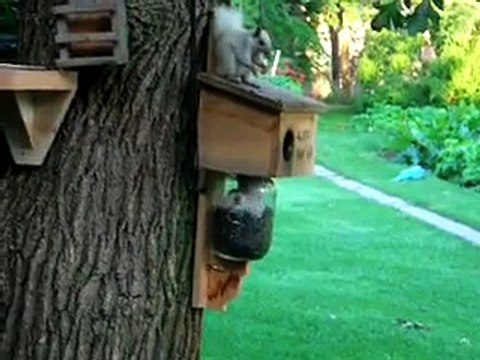 Nut house white/ black squirrels