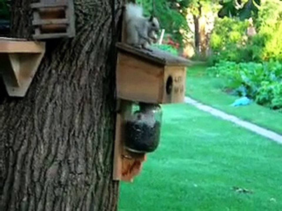 Nut house white/ black squirrels