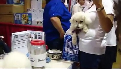 OC Pet Expo 2010 in Costa Mesa