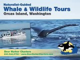 Orcas Island, Whale Watching
